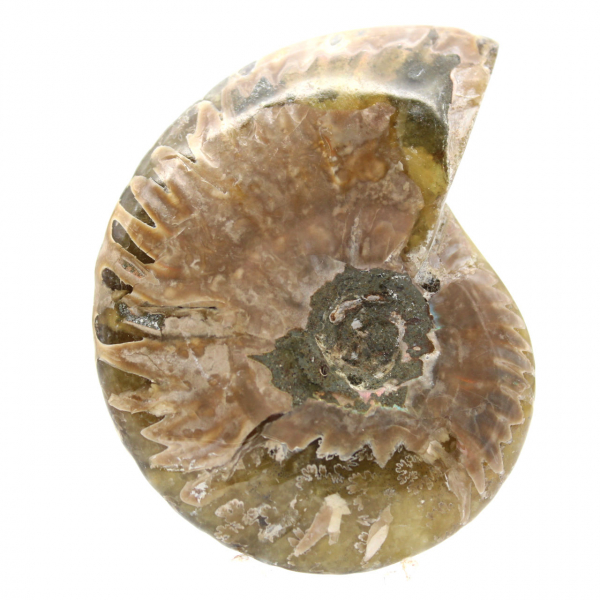 Ammonite fossile lucidata stretta - Pietra storica del Madagascar