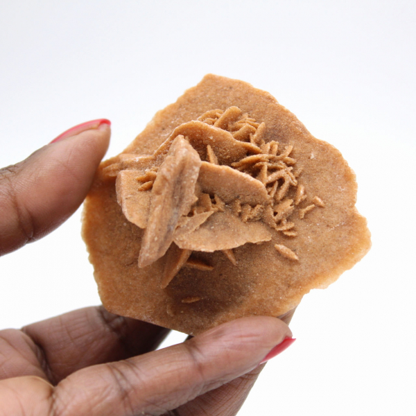 Rosetta in gesso del Marocco: cristallo naturale del Sahara