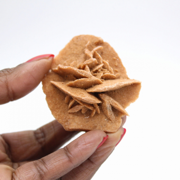 Rosa del deserto marocchina: piccolo oggetto da collezione grezzo