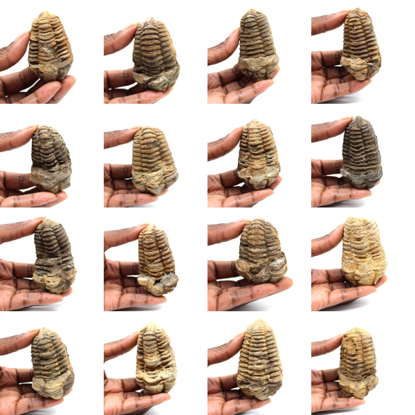 Trilobite fossile