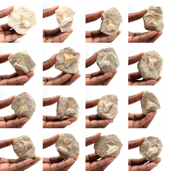 Dente fossile di Otodus