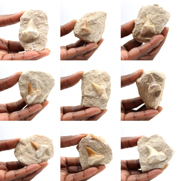 Dente fossile di Otodus dal Marocco