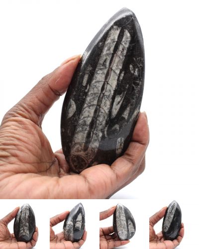 Ortocera fossile Marocco collection luglio 2024
