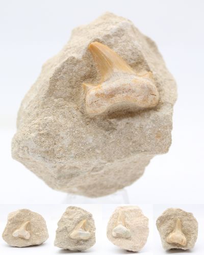 Dente di squalo fossile Marocco collection luglio 2024