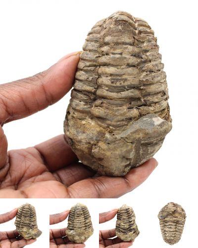 Trilobite fossile Marocco collection luglio 2024