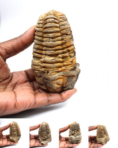 Trilobiti Marocco collection agosto 2025