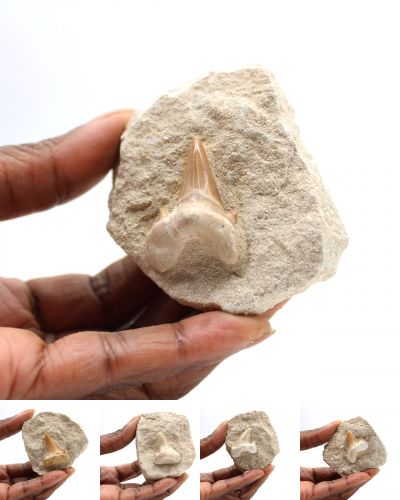 denti fossili Marocco collection agosto 2025