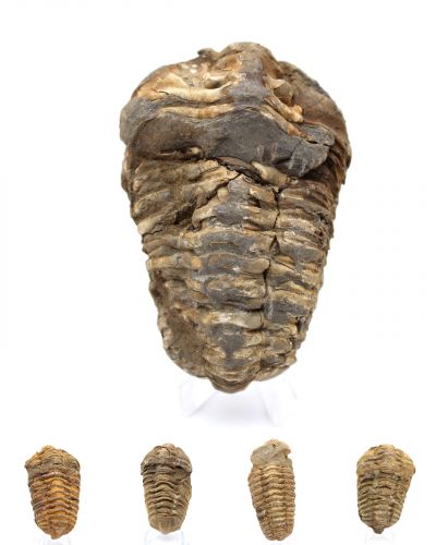 Trilobite Marocco collection febbraio 2025