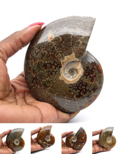 Ammoniti intere Madagascar collection dicembre 2024