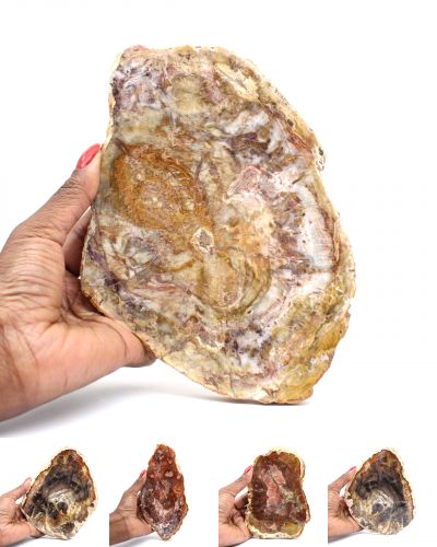 Legno fossile Madagascar collection marzo 2025