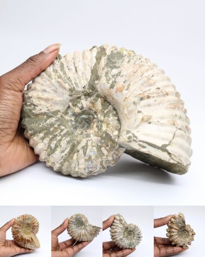 Ammonite fossile Madagascar collection aprile 2025