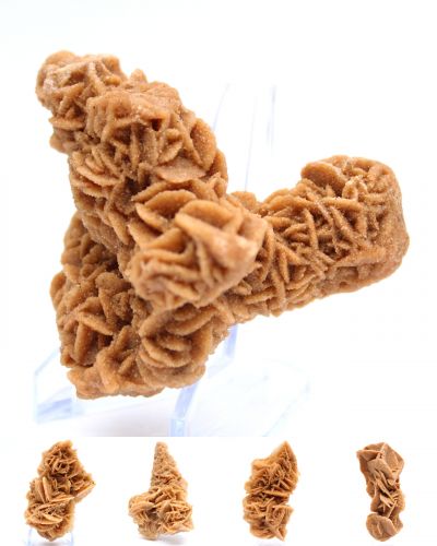 Rosa di sabbia Tunisia collection ottobre 2025