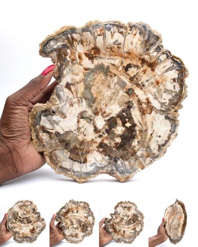 Legno fossile Madagascar collection ottobre 2025 Legno fossile Madagascar collection ottobre 2025