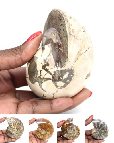 Ammonite intera Madagascar collection dicembre 2025