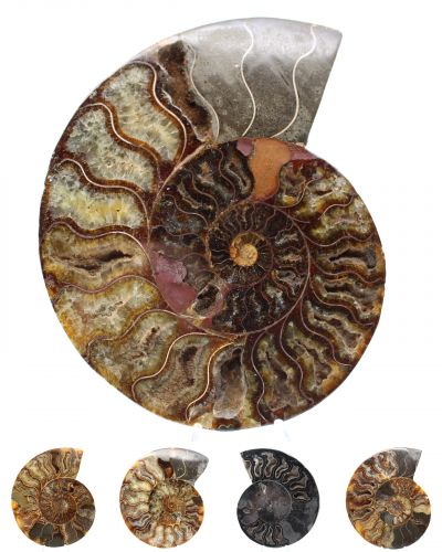 Grandi ammoniti Madagascar collection dicembre 2025