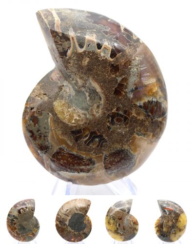 Ammoniti Madagascar collection aprile 2026 Ammoniti Madagascar collection aprile 2026