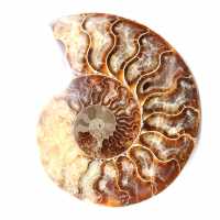 Ammonite