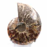 Ammonite