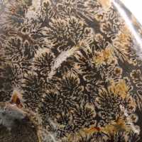 Ammonite