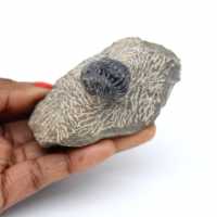 Trilobite fossilizzata su matrice dal Marocco