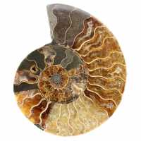 Ammonite del Madagascar