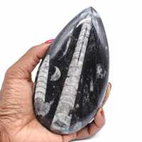 Ortocera fossile