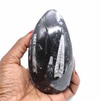 Orthoceras marocco