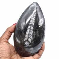 Ortoceri fossili naturali