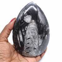Fossile di orthoceras dal marocco
