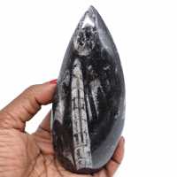 Fossile di orthoceras lucidato