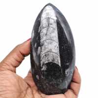 Fossile di orthocera lucidato
