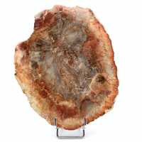 Fetta di legno fossile del Madagascar