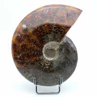 Ammonite in un unico pezzo
