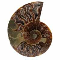 Fossile di ammonite lucidato