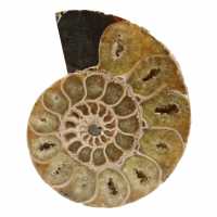Ammonite del madagascar