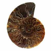 Ammonite naturale lucidata fossile