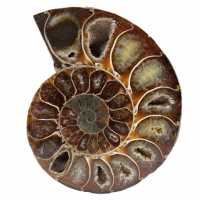 Fossile di ammonite in un unico pezzo