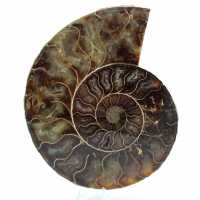 Ammonite lucidata dal madagascar
