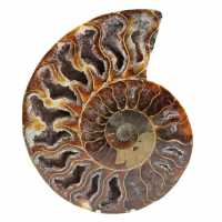 Ammonite fossilizzata