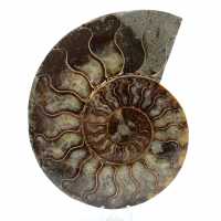 Ammonite naturale del madagascar