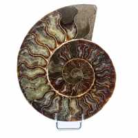 Ammonite fossile levigata del Madagascar
