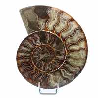 Ammonite levigata del Madagascar
