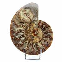 Ammonite del Madagascar