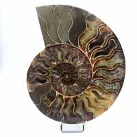 Ammonite levigata del Madagascar