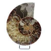 Fossile di ammonite di un pezzo