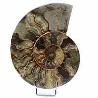 Ammonite segata levigata