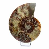 ammonite levigata