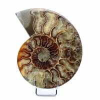 ammonite fossilizzata