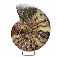 Ammonite lucidata naturale del Madagascar