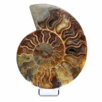 Ammonite naturale lucido fossile